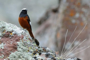 Rudowłosa gorikhvostka - amazing mukholovka